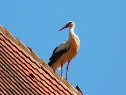 stork is on the roof of the house