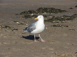 Seagull stays on brown sand close up