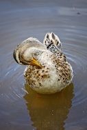 Duck cleaning feathers