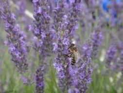 Bee on lavender flowers
