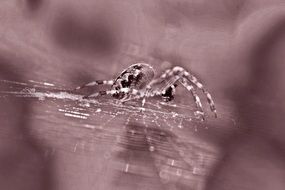 Garden big Spider