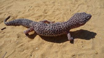 Leopard gecko on sand
