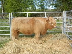 Cute long-haired animals on a farm in Scotland