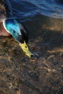 mallard head under water