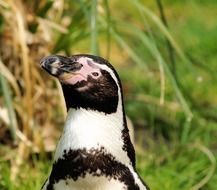 portrait of a cute humboldt penguin
