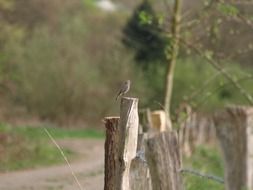 small bird on a wooden fence