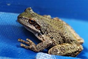 big tree frog on blue