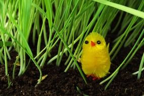 Animal Baby Bird toy