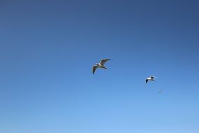 seagulls soar under clear skies