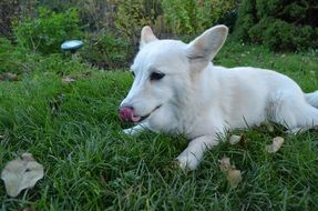 white puppy lies on green grass on the field