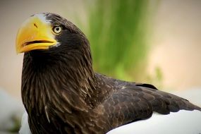 portrait of a white tailed eagle