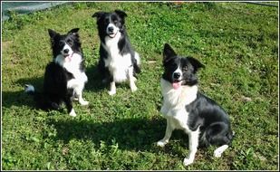 Cute and beautiful three black-white dogs on a sunny green lawn