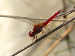 red dragonfly on the tree twig