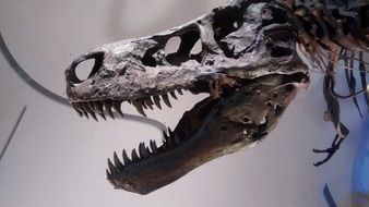 T-Rex Dinosaur