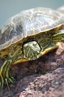 Striped red eared Turtle