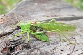 green grasshopper on an old stump