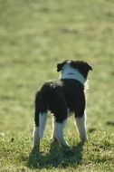 Puppy Border Collie