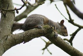 gray squirrel on a thick tree branch