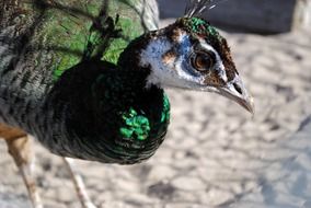 beautiful peacock muzzle