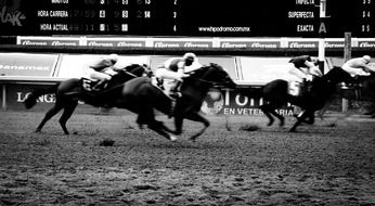 Horses Racing monochrome photo