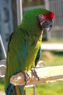 Ara Militaris or Military Macaw