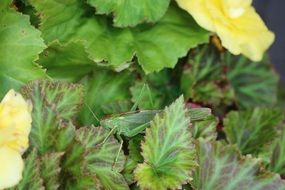Grasshopper among the leaves