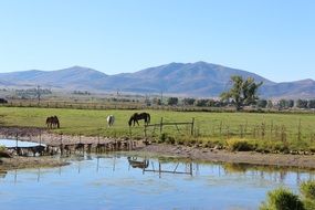 horses on the ranch near the water