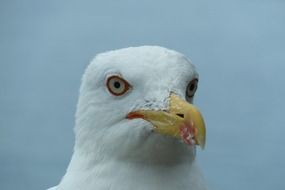 seagull head close up