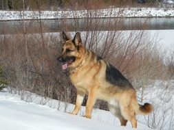German shepard walks on the snow in winter