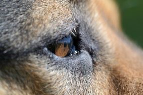 close up of a dog