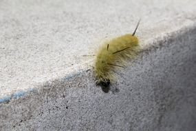 Caterpillar on the wall