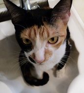 kitty in the sink