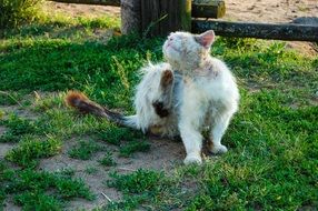 street cat itches in the garden