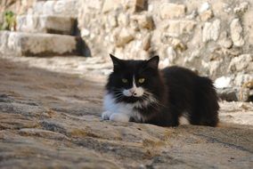 black cat with white breast