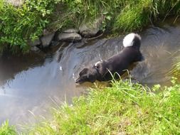 black Dog in the Water