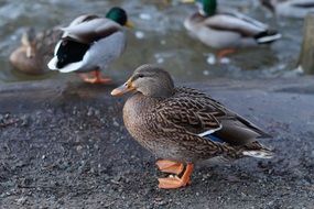 A flock of ducks