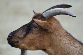 brown Goat with grey Horns, head close up