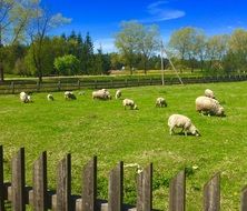 Sheeps on the farm in spring