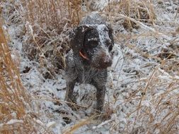 retriever dog in the snow on a winter field