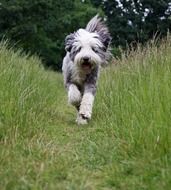 bearded collie in high grass
