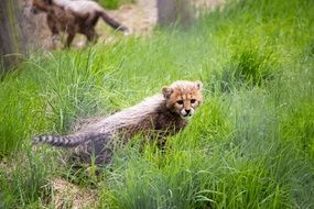cheetah baby in wildlife