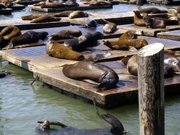 fur seals are lying on wooden planks