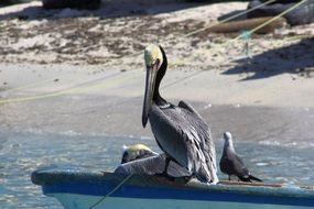 stunningly beautiful Pelican