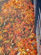 many goldfish in the pond