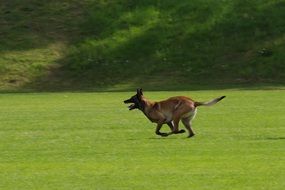 running belgian shepherd malinois