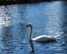elegant proud white swan