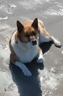 dog lies on the beach