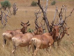 Hartebeest Savanna. Africa Safari