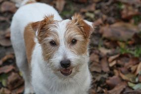 Jack Russell in forest