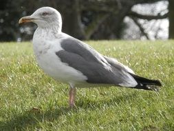 Grey and white seagull on the grass